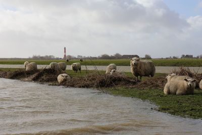 Flock of sheep