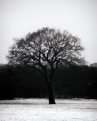 Bare tree on field against clear sky