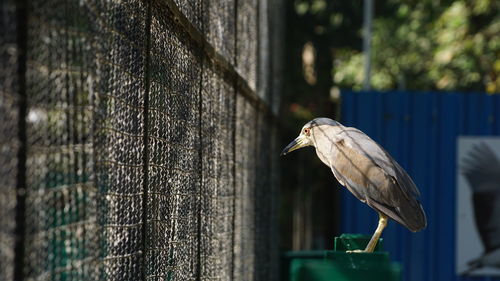 Close-up of bird perching on wooden post