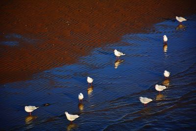 Bird in water