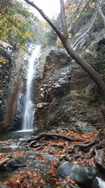 River flowing through forest