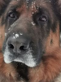 Close-up portrait of a dog