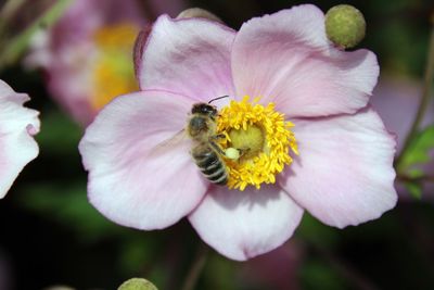 Close-up of bee pollinating on flower