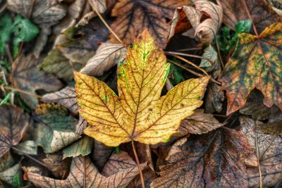 Autumn leaves 