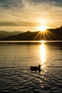 Silhouette ducks on lake against sky during sunset