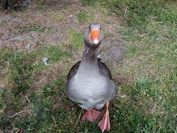 High angle view of bird on field