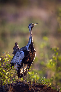 Close-up of bird perching on a field