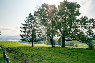 Trees on field against sky