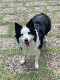 Clise up of a border collie dog