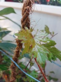 Close-up of woman with plant