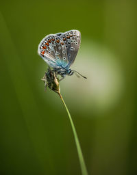 Close-up of butterfly