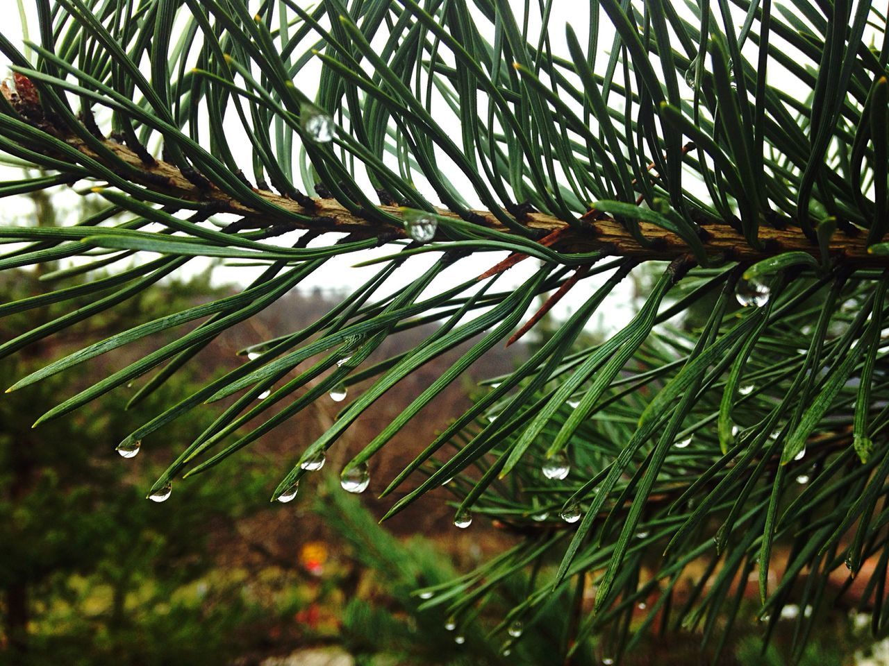 drop, water, growth, wet, leaf, nature, close-up, dew, green color, plant, beauty in nature, tree, focus on foreground, tranquility, low angle view, day, freshness, branch, outdoors, rain