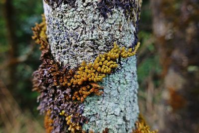 Close-up of lichen on tree trunk
