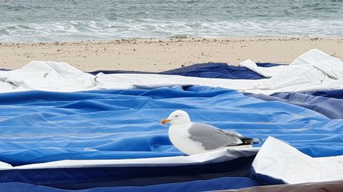 View of seagull on beach