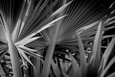 Full frame shot of palm leaves