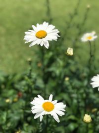 Close-up of white flowers blooming outdoors