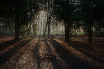 Trees in forest during autumn