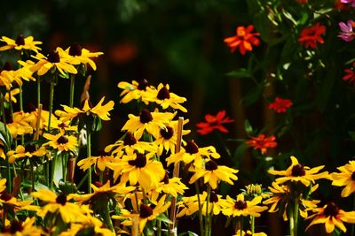 Close-up of yellow flowers blooming outdoors