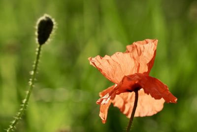 Red poppy in the backlight