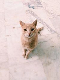 High angle view of domestic cat looking at camera