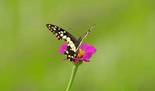 Close-up of butterfly pollinating on pink flower