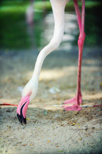 Close-up of pink big bird greater flamingo in pond