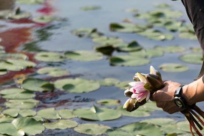 Close-up of lotus water lily