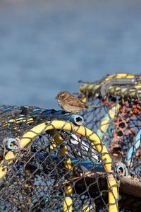 View of sparrow perching on lobster pots