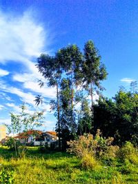 Trees on field against sky