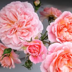 Close-up of pink roses