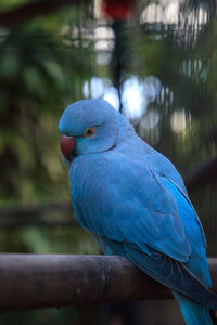 Close-up of parrot perching on wood