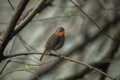 Close-up of bird perching on branch