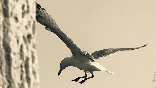 Low angle view of pelican flying