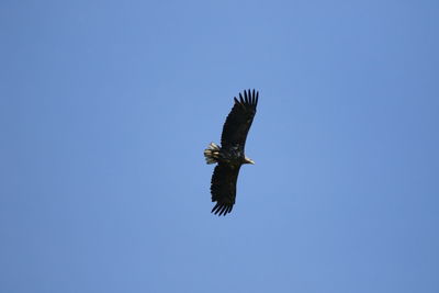 Low angle view of eagle flying against clear blue sky