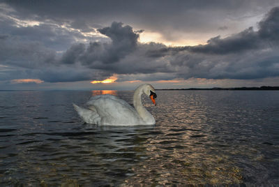 Swan swimming in sea during sunset