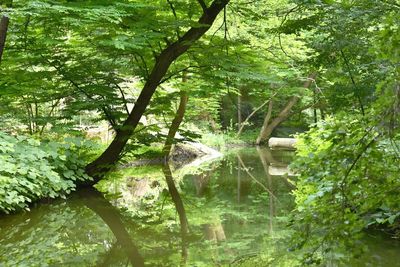 Scenic view of lake amidst trees in forest