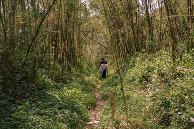 A group of hikers in the bamboo forest, ragia forest, aberdare ranges, kenya