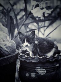 Close-up portrait of cat