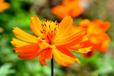 Close-up of orange flower