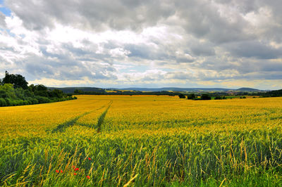 Scenic view of agricultural field against sky