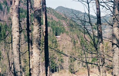 Pine trees in forest