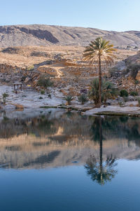 Oman lake reflexion tree