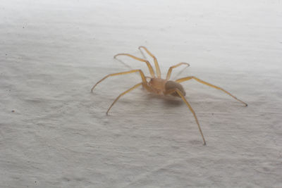 Close-up of spider on wall