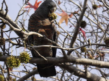 Low angle view of eagle perching on tree