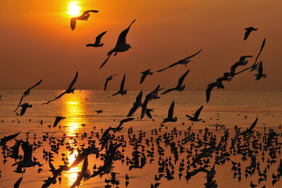 Silhouette birds flying over beach against sky during sunset