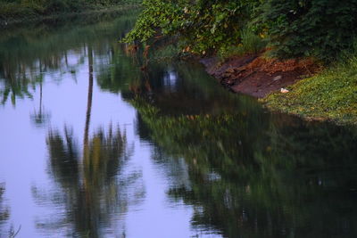 Scenic view of lake in forest