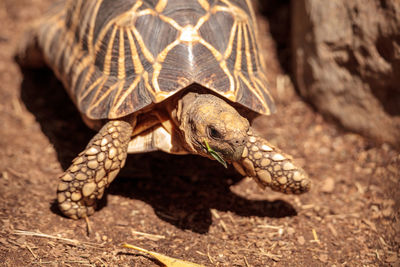 Burmese star tortoise geochelone platynota is a critically endangered species found in myanmar.
