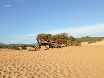 Fallen tree on sandy beach