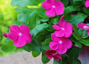 Close-up of pink flowers