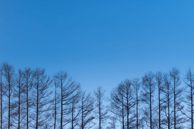 Low angle view of bare trees against clear blue sky